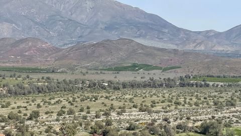 Avocado plantations in Petorca, Chile.