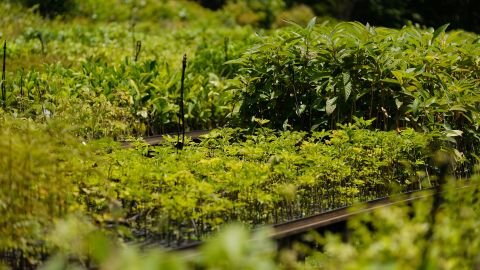 The SOS Mata Atlântica nursery, where hundreds of saplings are grown before being replanted in the wilderness.