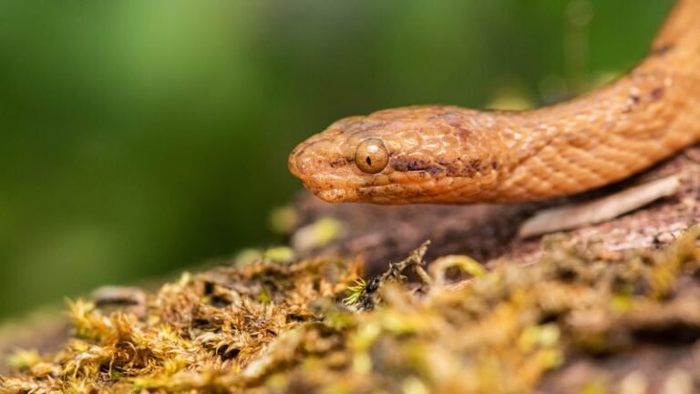 Foot-long dwarf boa found in Ecuadorian Amazon