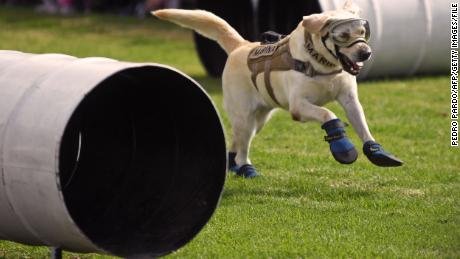 Mexican search and rescue dog Frida performs at the headquarters of the Mexican Navy in Mexico City on October 14, 2017. 