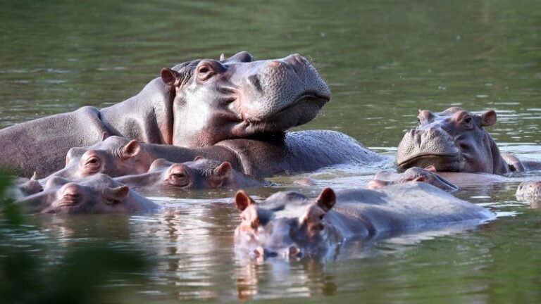 Pablo Escobar: Colombia to send 70 ‘cocaine hippos’ to India and Mexico, governor says