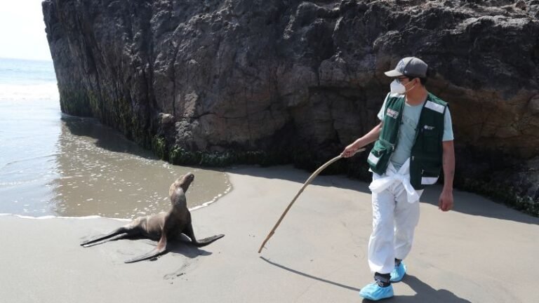 Bird flu: Thousands of sea lions killed by H5N1 in Peru