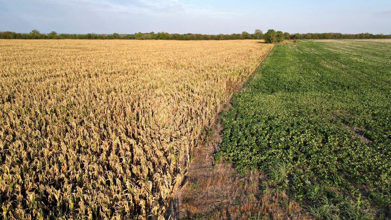 Damaged crops, amid Argentina's worst drought in sixty years, in Tostado, northern Santa Fe Argentina February 8, 2023.