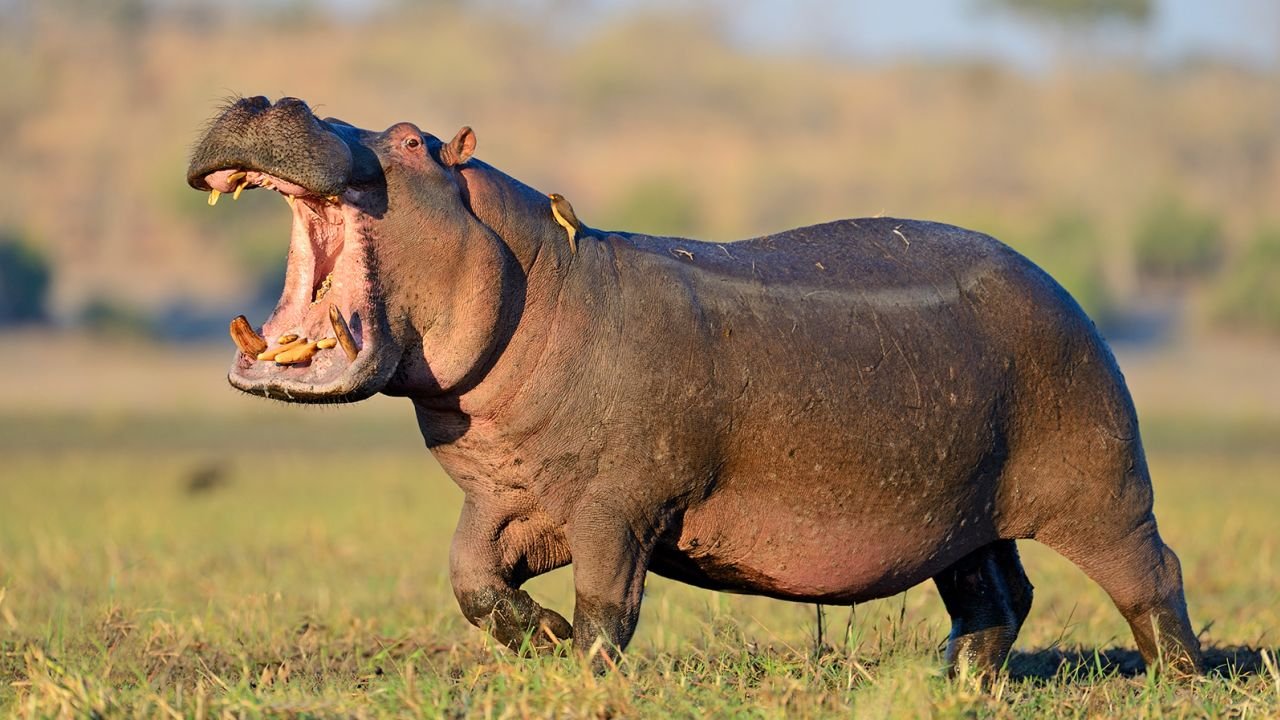 Zambezi National Park in Zimbabwe affords many wildlife viewing opportunites, including one of Africa's most intriguing animals: hippos.