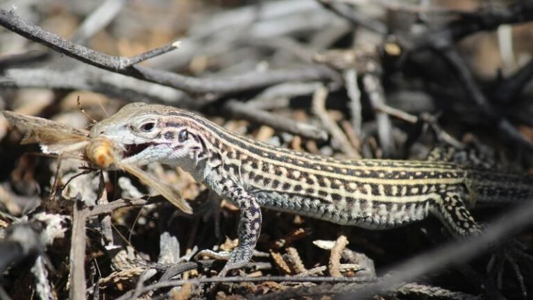 This lizard species stress-eats to cope with noisy US Army aircraft