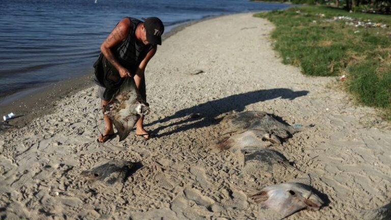 Dozens of dead stingrays found on Brazil beach