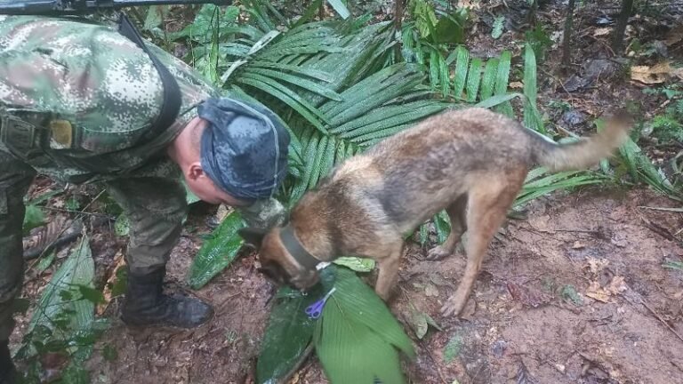 Colombia jungle plane crash: Clues suggest children survived crash as officials race to find them Colombia jungle plane crash: Clues suggest children survived crash as officials race to find them