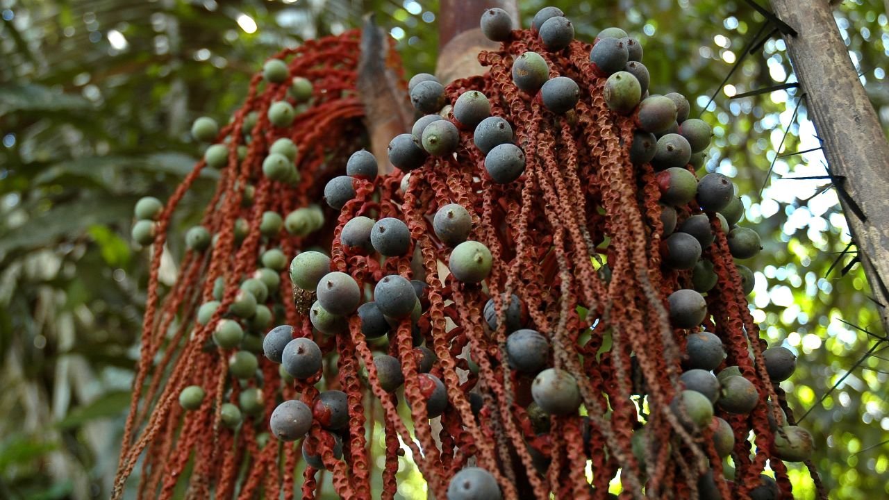 Part of the children's survival was down to knowledge of the native palm tree, the Oenocarpus Bataua.