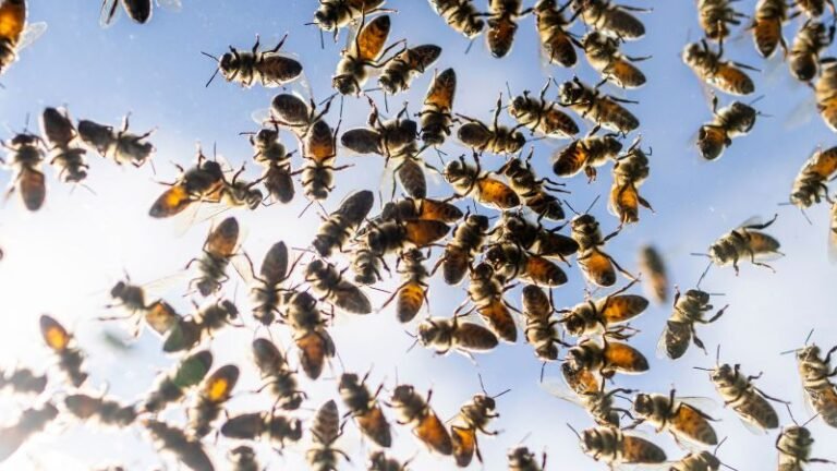 Canadian authorities race to capture five million bees from roadway spill