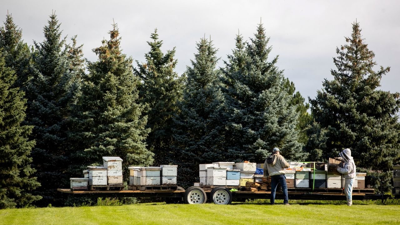 Beekeepers return bees in Burlington, Ontario, on Wednesday, Aug. 30, 2023.